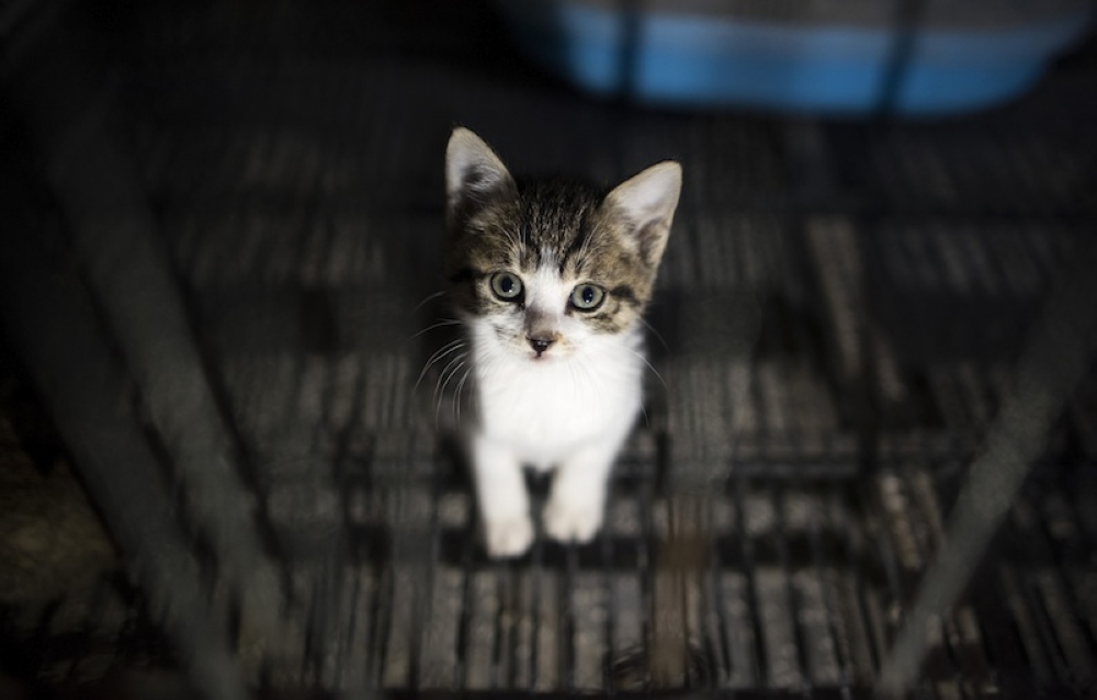 File picture of a kitten in Shanghai, December 3, 2015. The Selangor Department of Veterinary Services is investigating nearly 2,000 complaints of animal neglect at a veterinary clinic in Damansara Damai, Petaling Jaya after a cat and a dog were found dead inside on December 15, 2025. — AFP pic