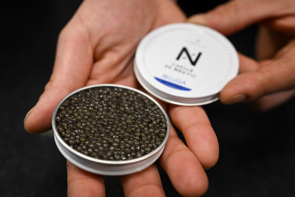 An employee shows an opened box of caviar at the Caviar de Neuvic boutique in Paris December 11, 2025. — AFP pic