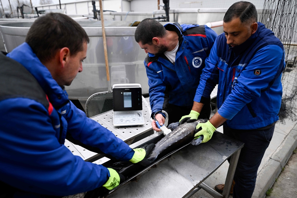 Workers check the sex of sturgeon fish in fish farm in Yoakim-Gruevo, central Bulgaria, December 4, 2025. — AFP pic