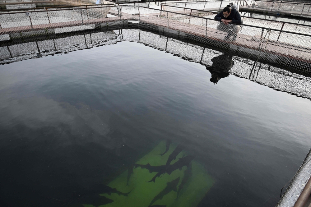 Inside the Bulgarian farm behind the world’s most expensive caviar