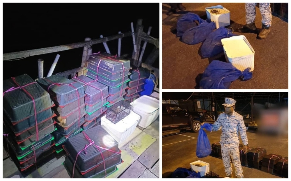 The animals, including oriental magpie robins, pythons and a monkey, were found at a fish farming platform during a joint operation. — Bernama pic