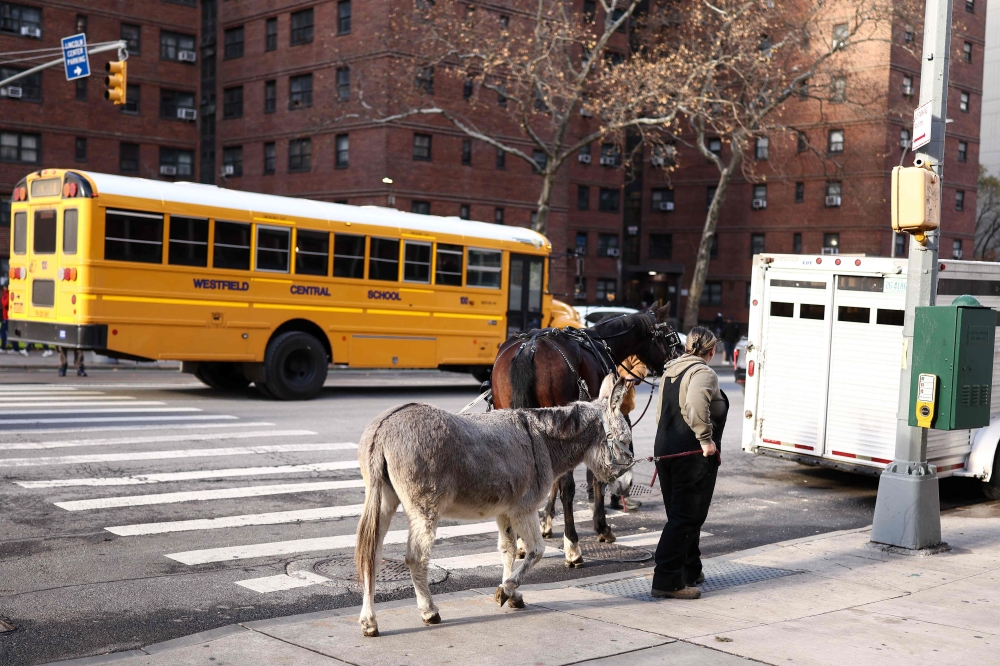 Wanda the donkey and Max the horse leave the MET Opera to go to the Bronx in a trailer after a presentation of 'La Boheme' at the MET Opera in New York City on December 6, 2025. — AFP pic
