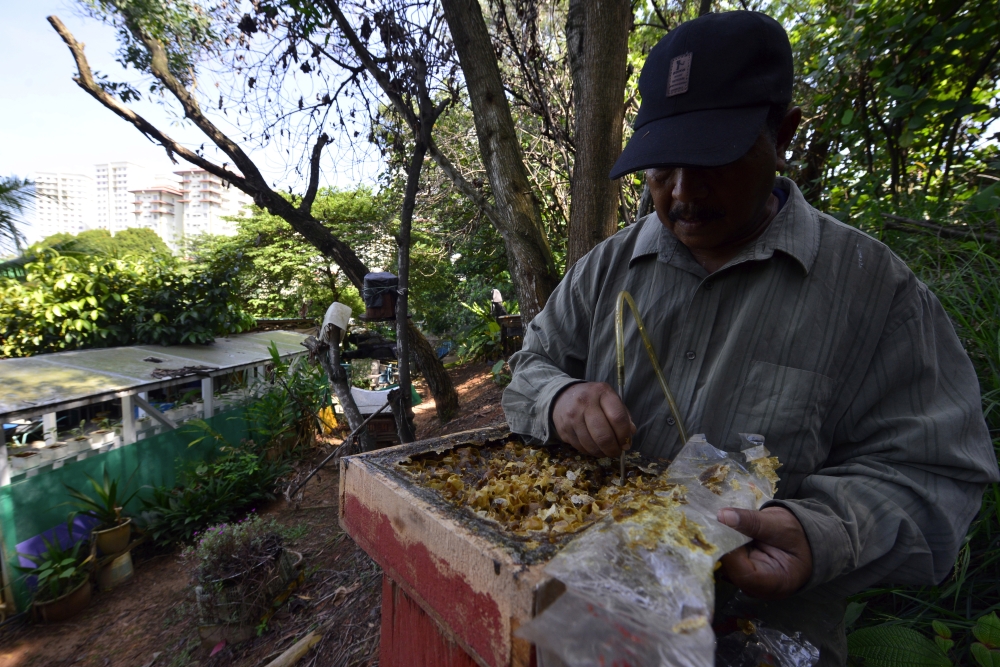 Md Nasir oversees more than 60 stingless bee hives, a project now central to the neighbourhood’s identity. — Bernama pic