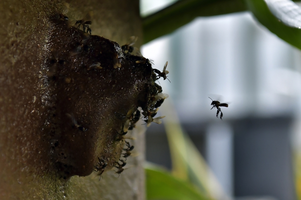 Sales of the honey now help support community activities and future training programmes. — Bernama pic