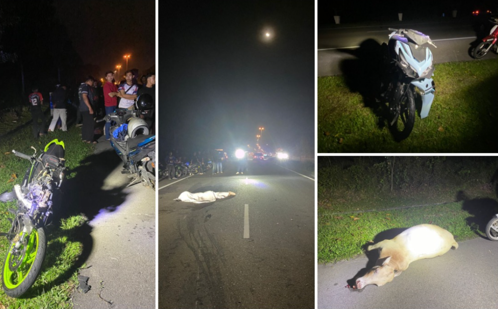 One dead, one hurt as motorcycles collide with cow in late night incident at Jasin’s AMJ Highway