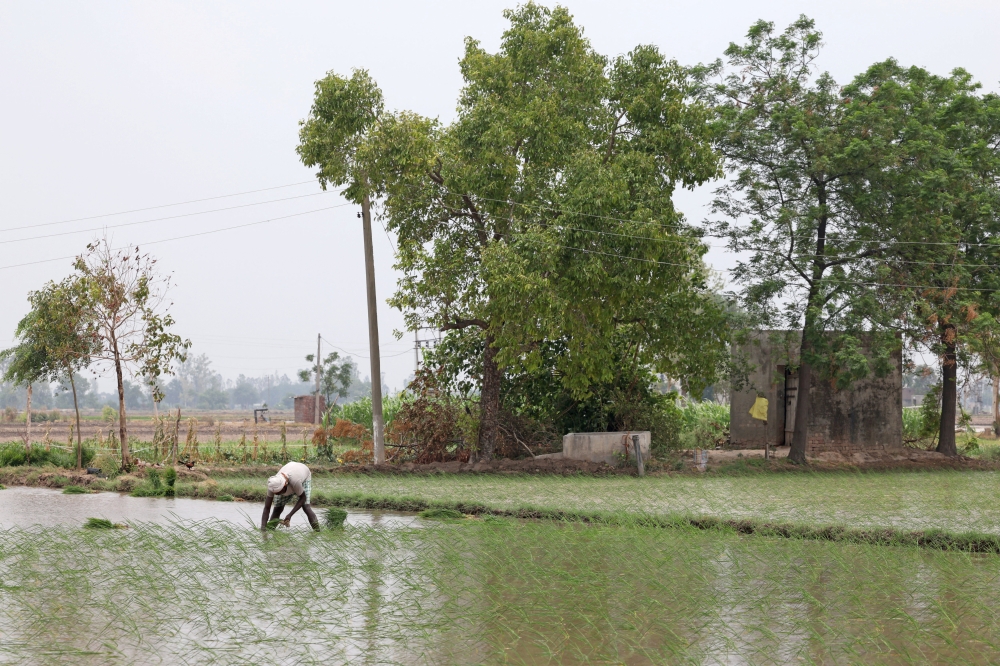 A labourer plants rice saplings in farmer Balkar Singh’s field in Gaggarpur village in the northern state of Haryana, India, June 21, 2025. — Reuters pic