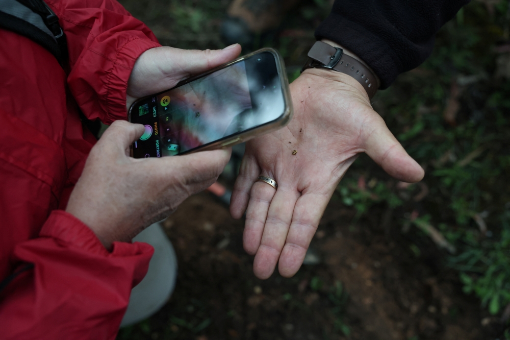 Vicki Plumridge, 63, a retired retail worker, takes a photo of a small gold nugget she found during a Gold and Relics metal detector training session in Mount Doran, Australia, November 29, 2025. — Reuters pic