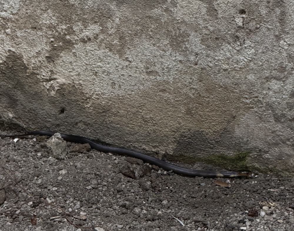 A monocled cobra decided to visit the author before the end of the Year of the Snake to ring out the old. — Picture by Erna Mahyuni