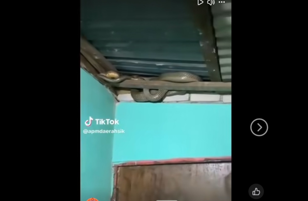 The officers used specialised equipment to restrain the King Cobra, which measured over two metres in length and weighed six kilograms. — Picture from Facebook/APM Sik 