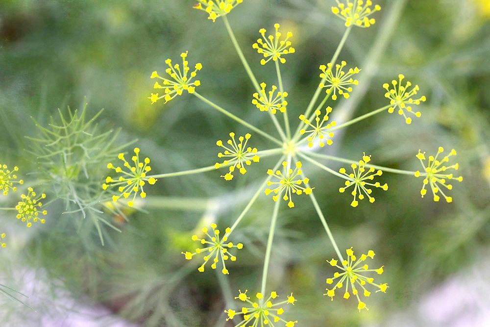 Fresh dill from the garden — both the fronds and the flowers. — Picture by CK Lim