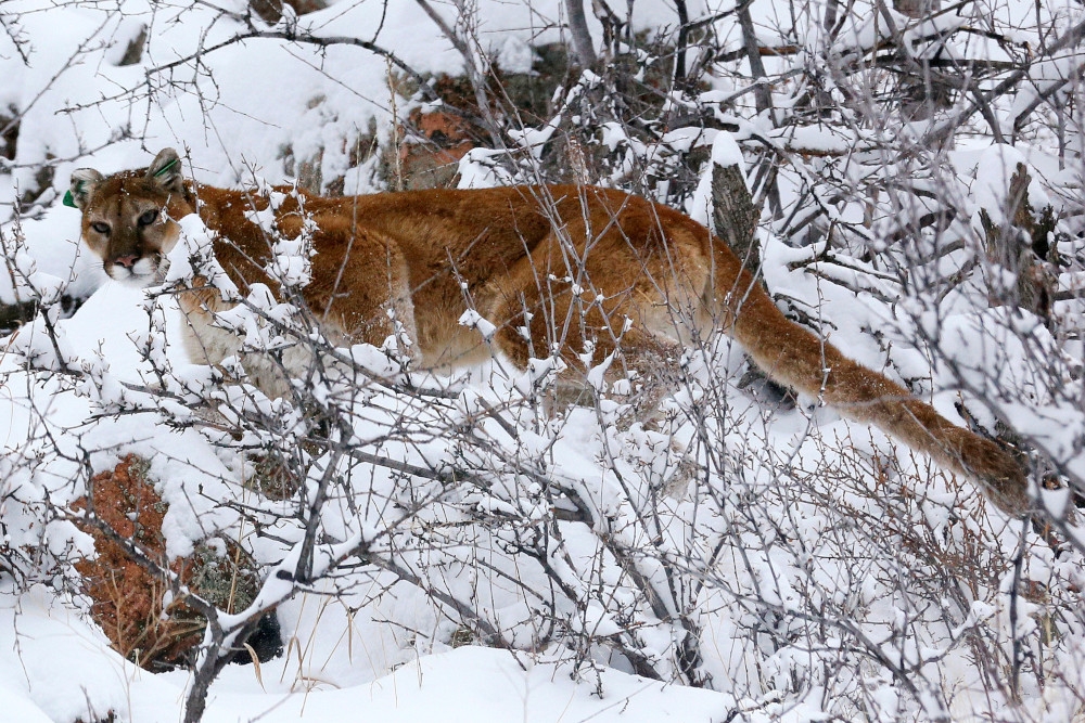 US woman dies in rare suspected mountain lion mauling in Colorado, first fatality in decades