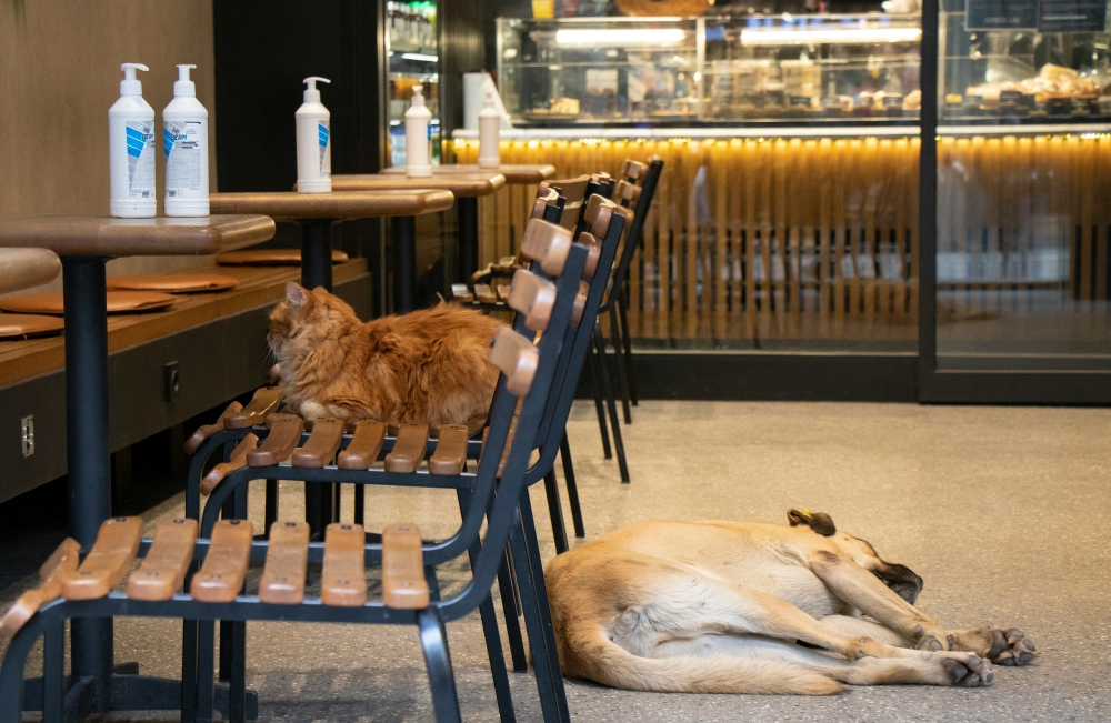 Paws at the table: South Korea rolls out pet-friendly dining from March 2026