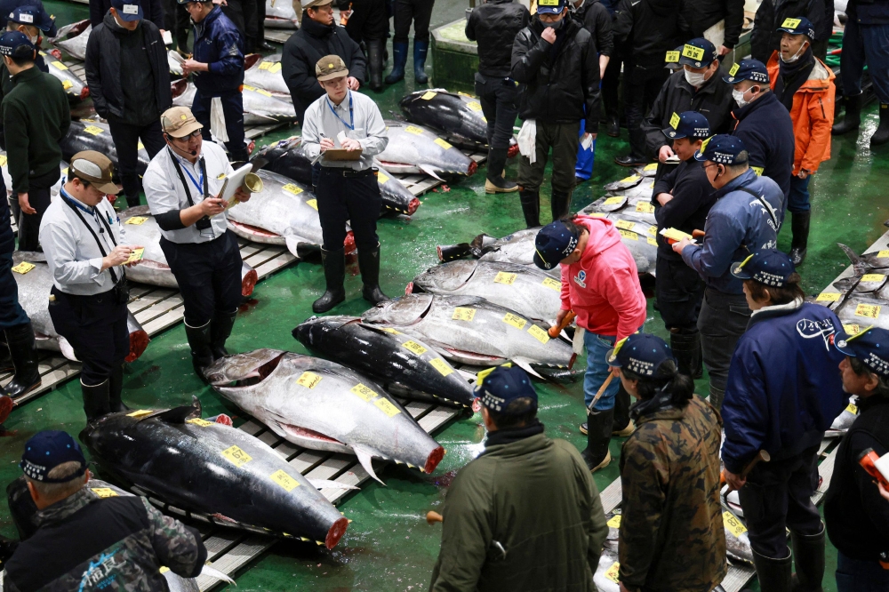 Participants look at tuna during the first auction of the New Year at Toyosu fish market in Tokyo on January 5, 2026. — AFP pic