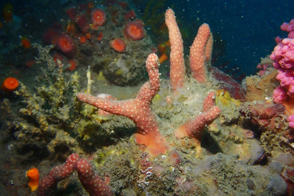 ‘Parasphaerasclera dimorpha sp nov’ is a new soft coral species. — Picture from Hong Kong Baptist University website