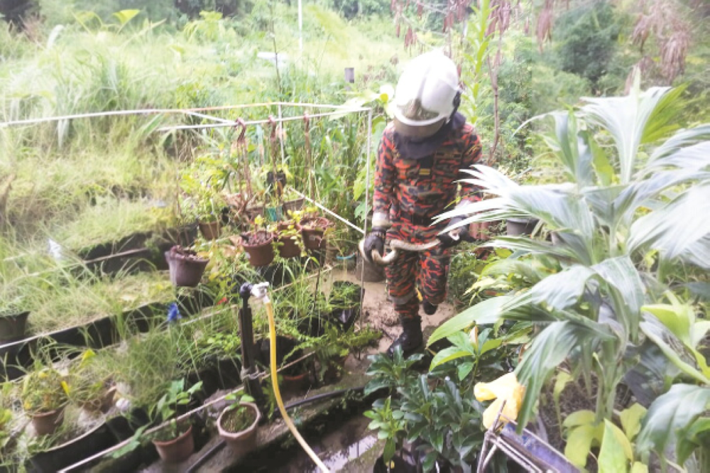 Keningau firefighters safely captured a python near Pasar Tamu Ground before releasing it in a safe location. — Daily Express pic