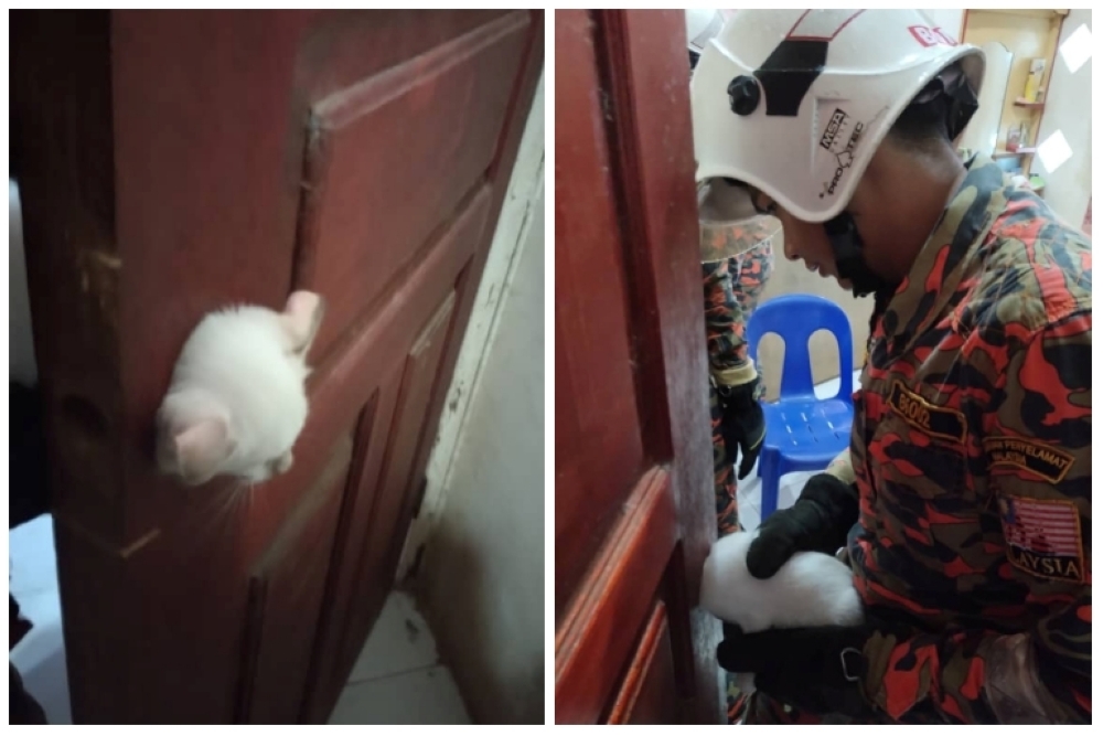 Firefighters carefully free a white cat whose head became stuck in a doorknob during a brief rescue at a house in Kampung Batu 6, Lumadan. — Daily Express pic