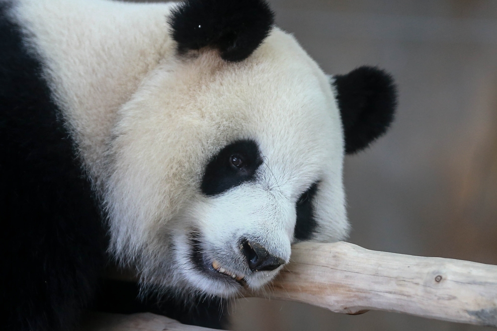 Female giant panda Xiao Yue is seen at the Giant Panda Conservation Centre at Zoo Negara January 10, 2026. — Picture by Sayuti Zainudin