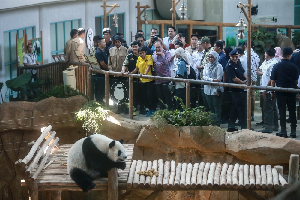 Prime Minister Datuk Seri Anwar Ibrahim visits the newly arrived giant pandas from China during his visit to Giant Panda Conservation Centre at Zoo Negara January 10, 2026. — Picture by Sayuti Zainudin