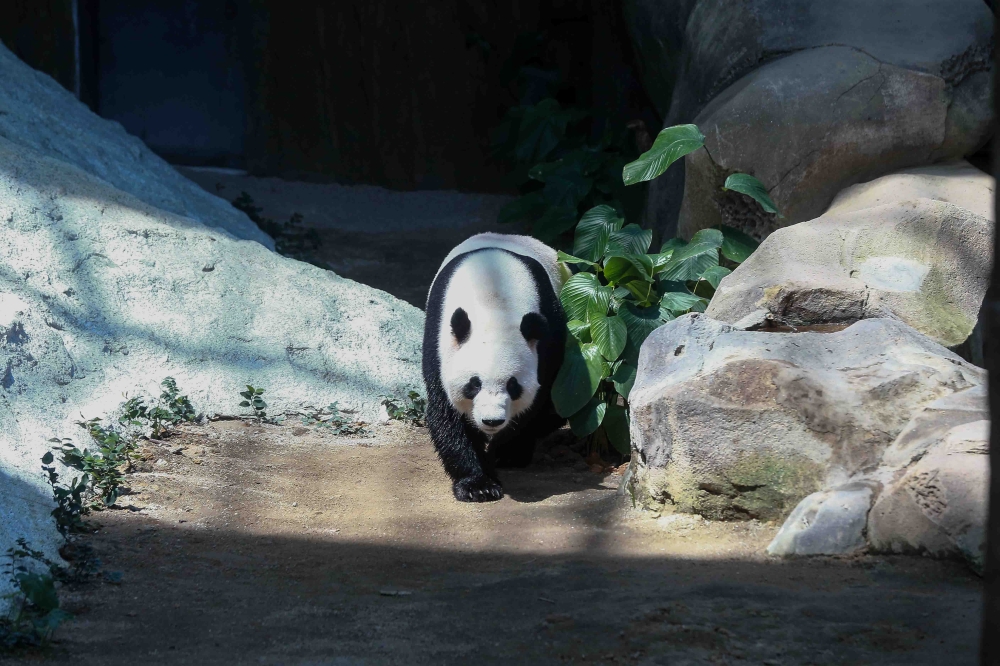 Male giant panda Chen Xing is seen at the Giant Panda Conservation Centre at Zoo Negara January 10, 2026. — Picture by Sayuti Zainudin