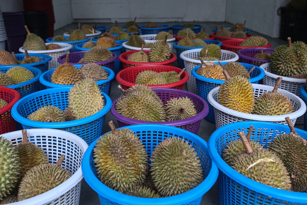 Fama: No oversupply of durian in Perak amid steady local and export demand