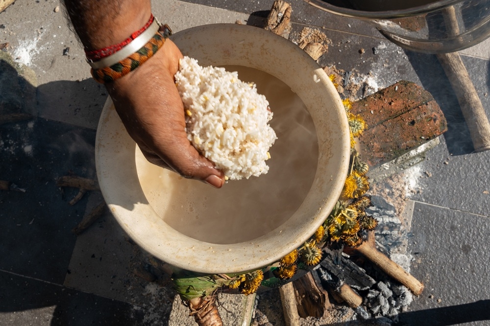On Surya Pongal, ‘sarkarai pongal’ is made, which is rice is cooked with milk and jaggery in decorated clay pots. Thala Pongal is celebrated on the same day as Surya Pongal. — Picture of Raymond Manuel