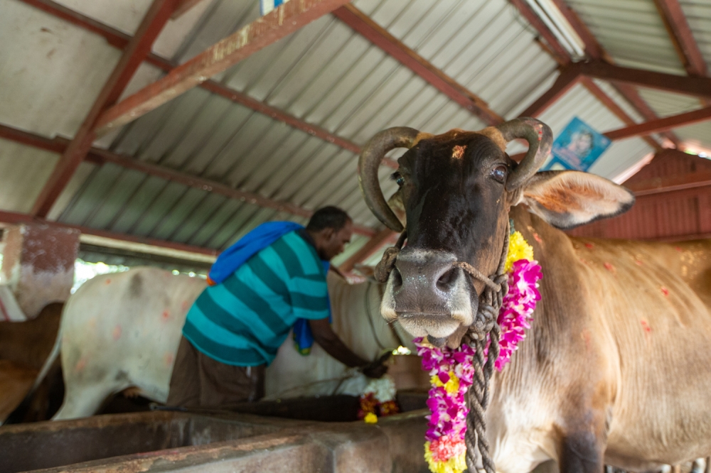 A man puts a garland on a cow during the Maatu Pongal celebration at the Sentul Sri Thandayuthapani Temple, where people honour cows and bulls on this auspicious day, January 14, 2024. — Picture by Raymond Manuel