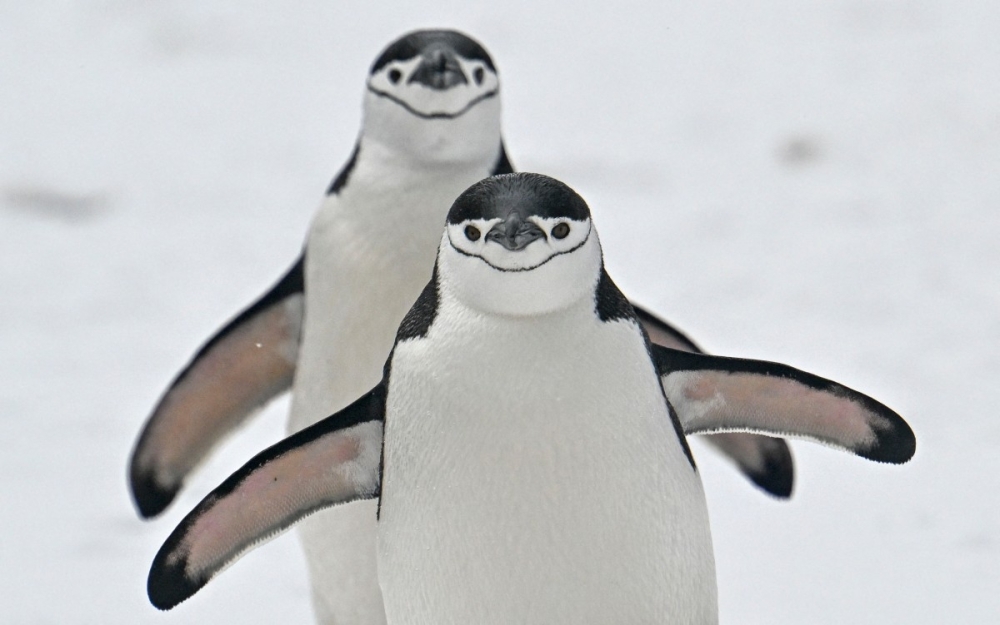 Chinstrap (Pygoscelis antarcticus) penguins are pictured at Deception Island, in the western Antarctic Peninsula, on January 24, 2024. — AFP pic 