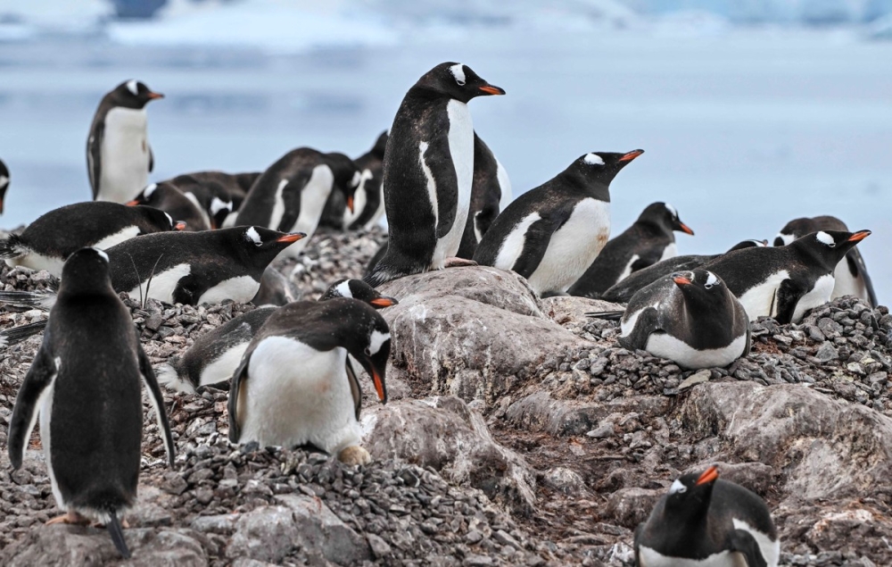 View of gentoo (Pygoscelis papua) penguins at the Paradise Bay in the Gerlache Strait -which separates the Palmer Archipelago from the Antarctic Peninsula, on January 20, 2024. — AFP pic 