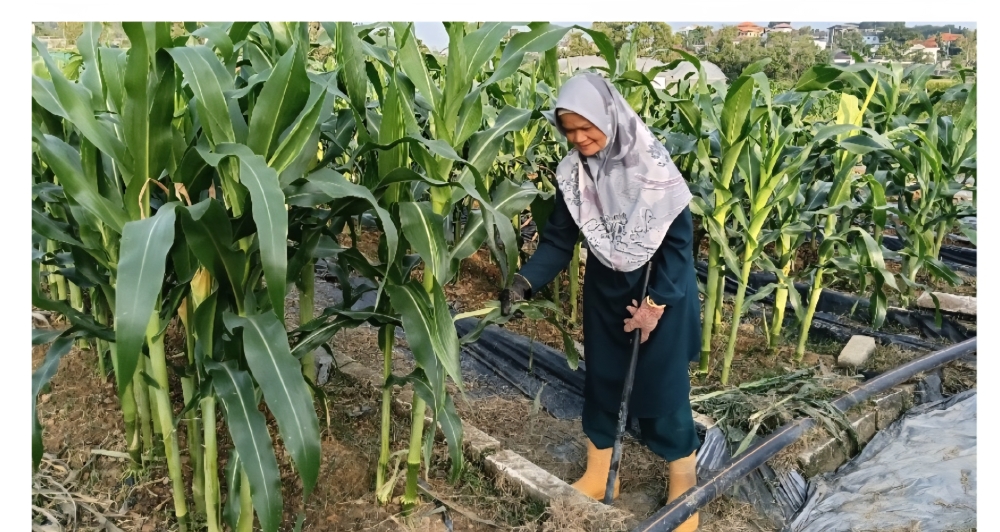 From waste to wealth: Biosolids fertiliser shows promise for sustainable farming