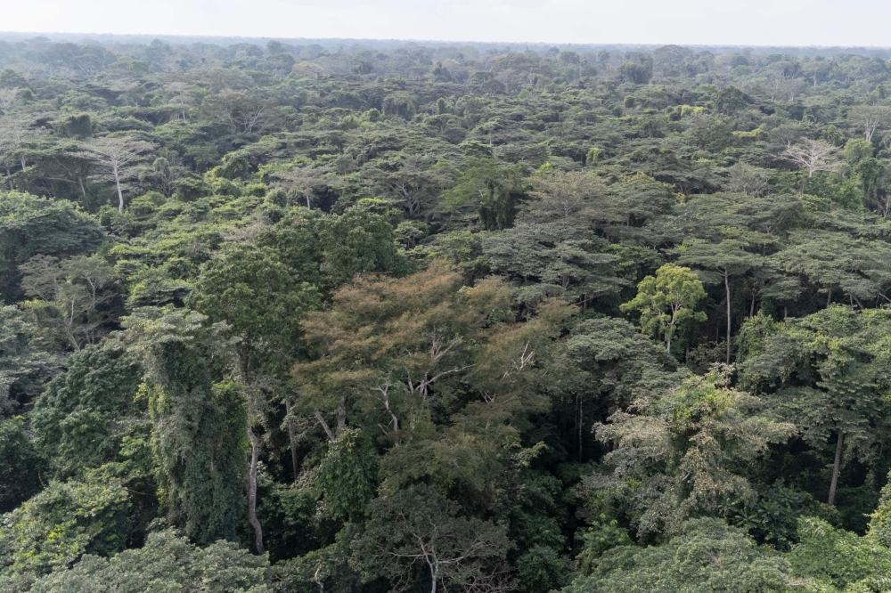 From logging to law enforcement: Inside Nigeria’s fight to save Okomu forest