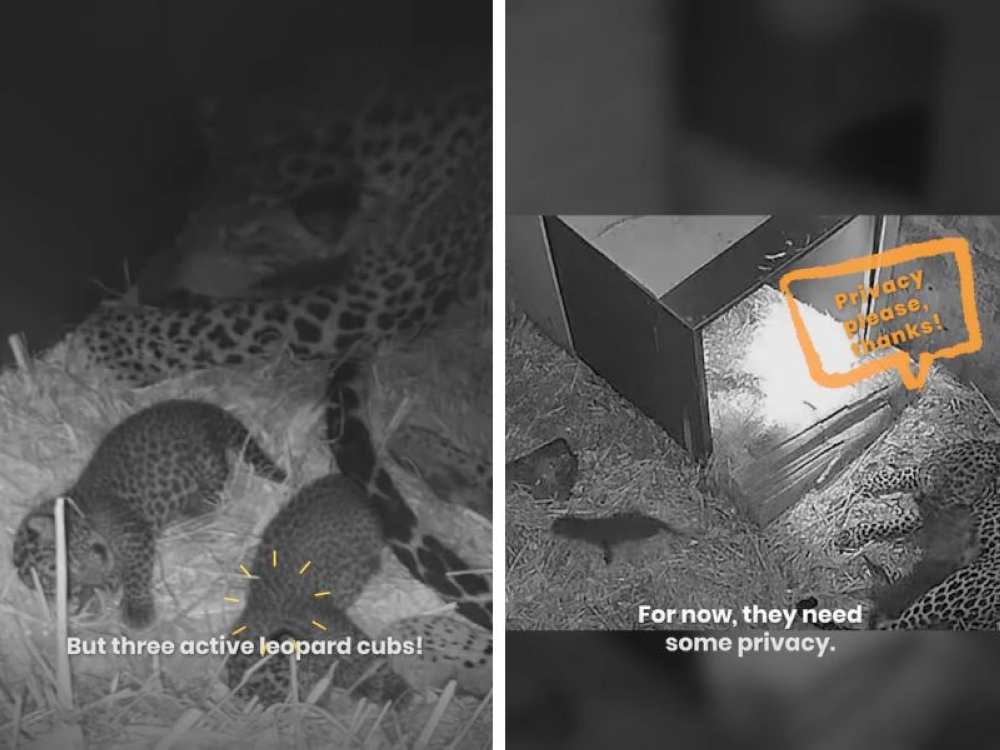 New Year, new arrivals: Singapore’s Mandai Wildlife Reserve welcomes rare leopard triplets and capybara pups 