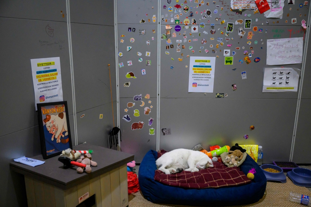 From stray to star: Istanbul cat showered with love after basket theft