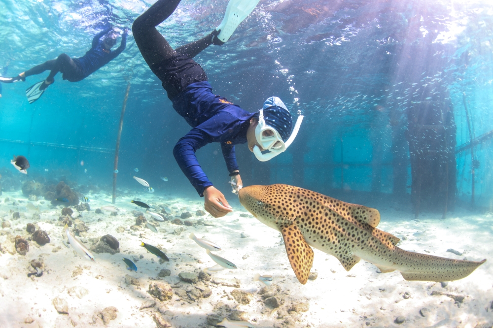 A shark nanny feeds a juvenile Indo-Pacific leopard shark inside a sea pen ahead of its release into the wild at Maiton Island, in Phuket December 6, 2025. — Reuters pic