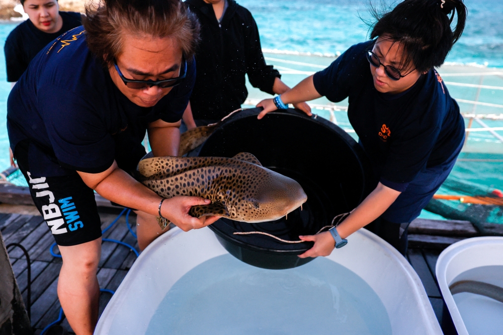 A marine veterinarian and conservationist transfers a juvenile Indo-Pacific leopard shark into a temporary water tank for a health check ahead of its release into the wild at Maiton Island, in Phuket December 6, 2025. — Reuters pic