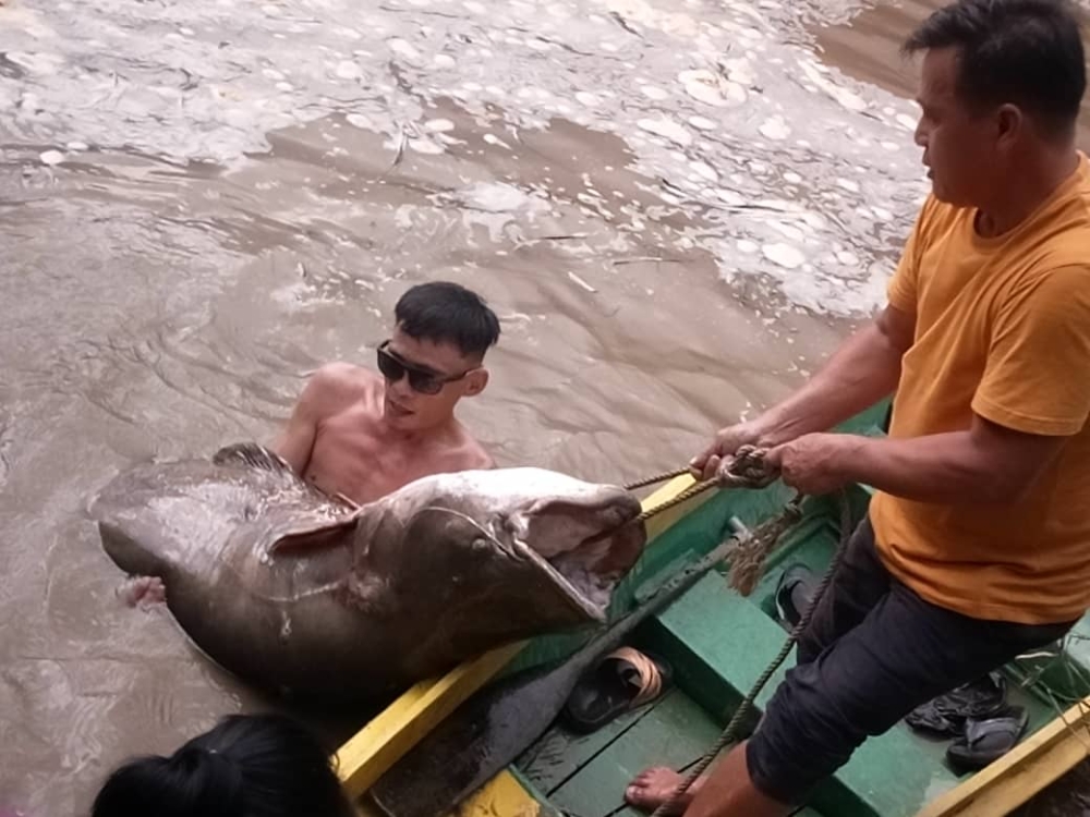 Sobrie (left) lifts the giant Tapah with the help of a villager. — The Borneo Post pic