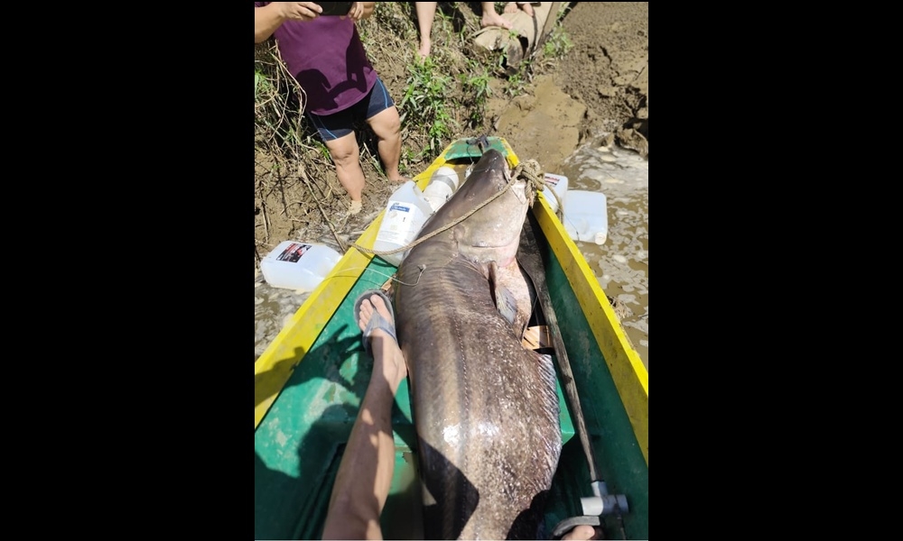 Tapah weighing 63kg caught by Sobrie. — The Borneo Post