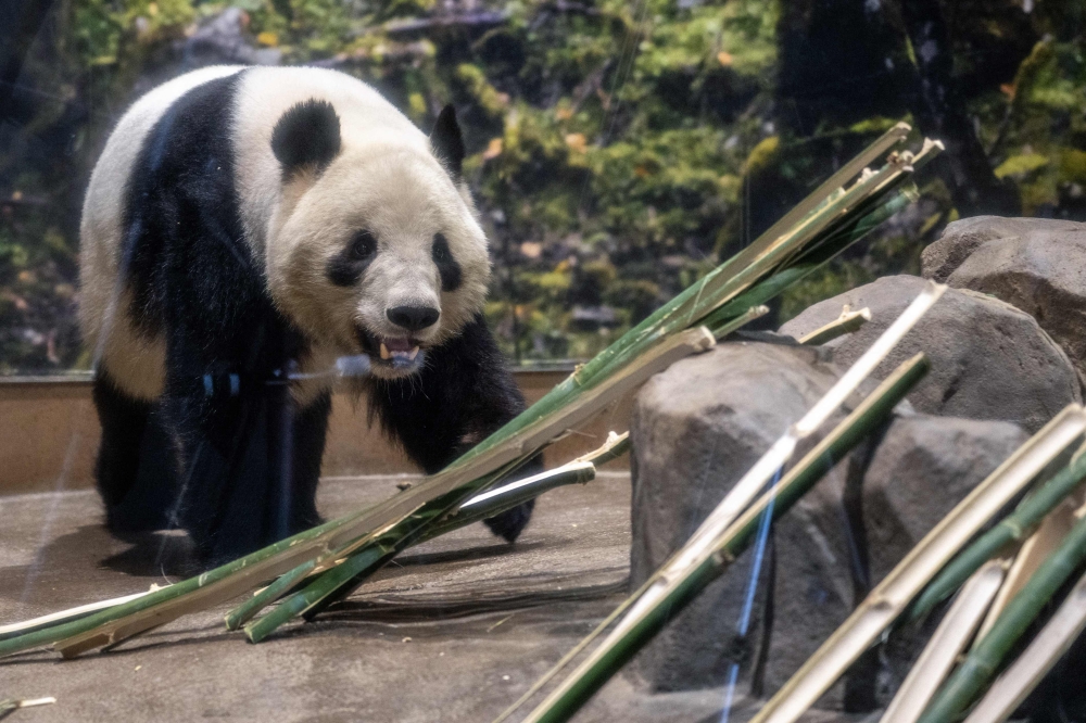 Japan’s beloved last pandas return to China, ending 50‑year presence at Ueno Zoo as ties fray