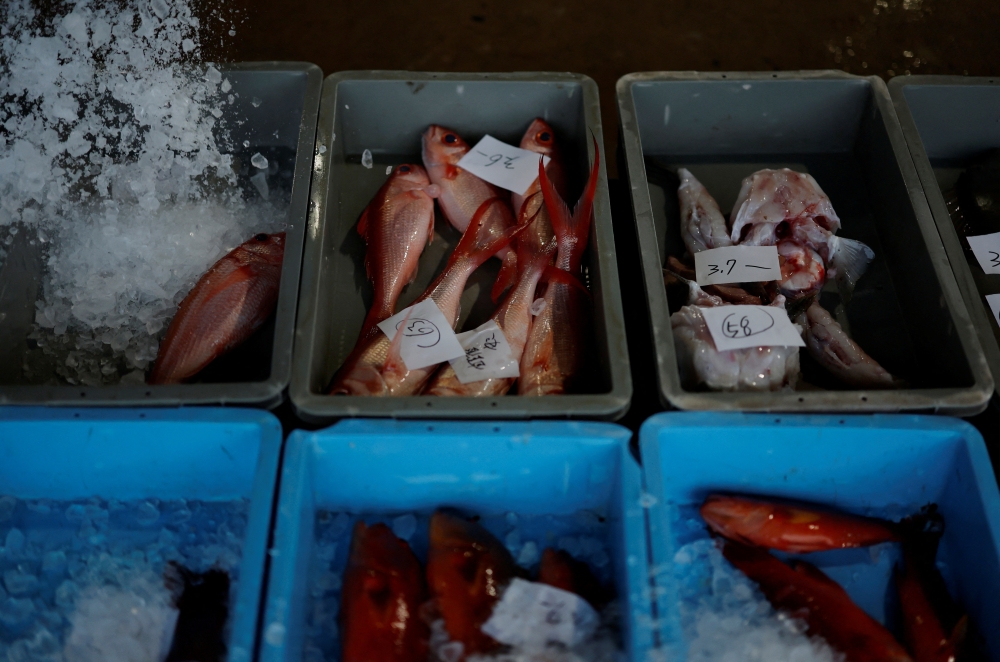 Red snapper and other fish caught by fishermen from Ishigaki are kept in a box for auction at a port in Ishigaki, Okinawa Prefecture, Japan, January 13, 2026. — Reuters pic