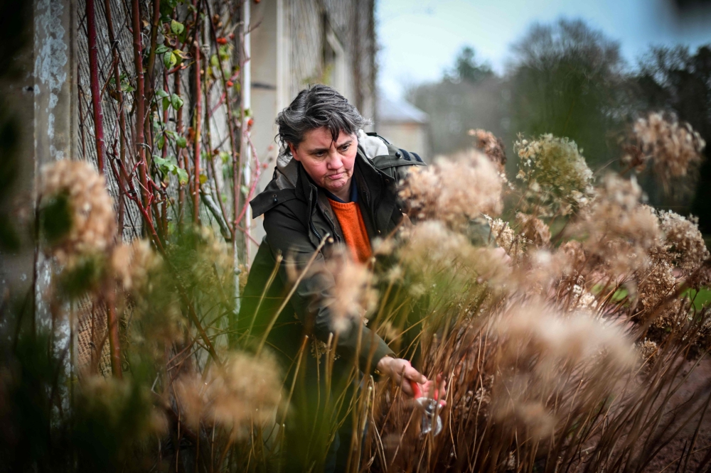 This photo taken on January 16, 2026 shows Melissa Simpson, the head of horticulture, working at Dumfries House, headquarters of the King's Foundation near Cumnock, south of Glasgow, Scotland. — AFP pic
