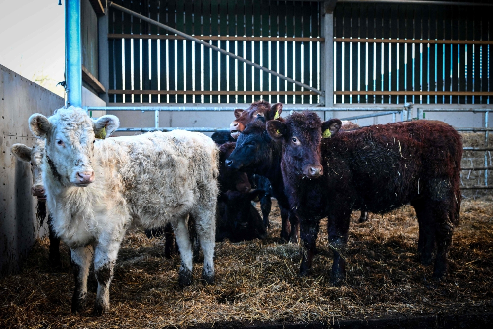 This photo taken on January 15, 2026 shows a rare breed of cattle on the estate farm at Dumfries House, headquarters of the King's Foundation near Cumnock, south of Glasgow, Scotland. — AFP pic