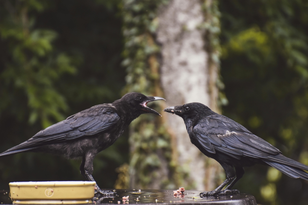 Singapore man fined S$500 for releasing crows from a trap