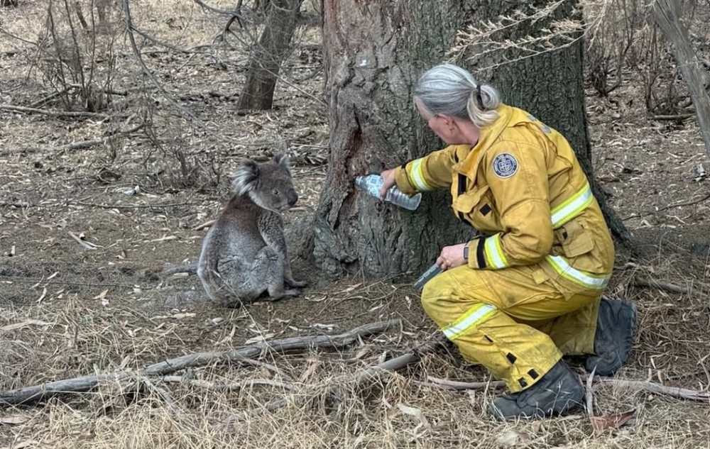 The heatwave is the worst seen in Victoria, Australia’s second-most populous state, since the 2009 Black Saturday bushfires that killed 173 people and is not expected to ease until the weekend, authorities said. — Picture via Facebook/Wandong Fire Brigade