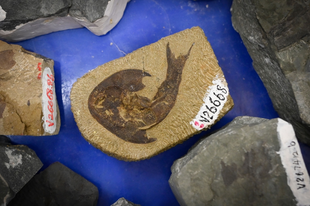 Fish fossils are displayed during a press conference in Beijing on September 28, 2022. — AFP pic
