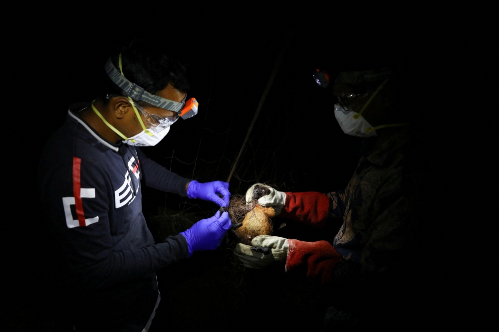 Field lab assistants catch a bat in a net while collecting specimens for Nipah virus research in Shuvarampur, Faridpur, Bangladesh, September 14, 2021. — Reuters pic 