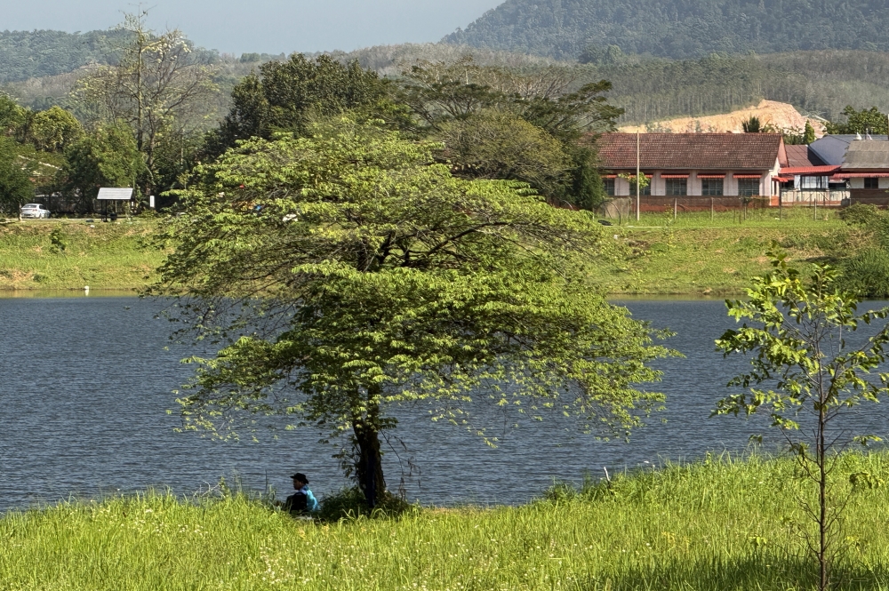 Ipoh’s first floodable park shows nature at work, but tall grass and wildlife spark debate over beauty versus function