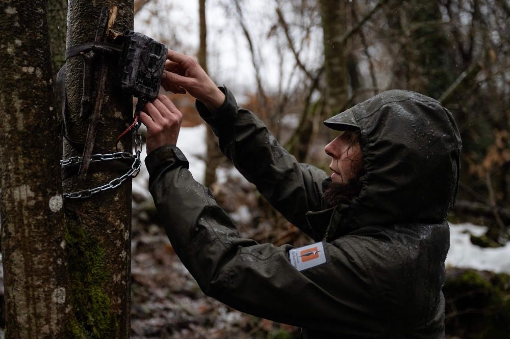 Park ranger Beatrice Gammino removes the chain from a camera trap used to monitor small mustelids, such as ermines, in their natural habitat, in the Maritime Alps Natural Park in Entracque, north-western Italy, December 22, 2025. — AFP pic