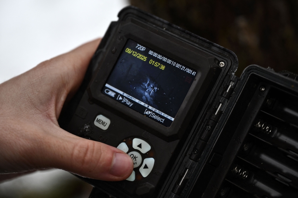 Biologist Marco Granata shows a video of a wolf made with a camera trap used to monitor small mustelids, such as ermines, in their natural habitat, in the Maritime Alps Natural Park in Entracque, north-western Italy, December 22, 2025. — AFP pic