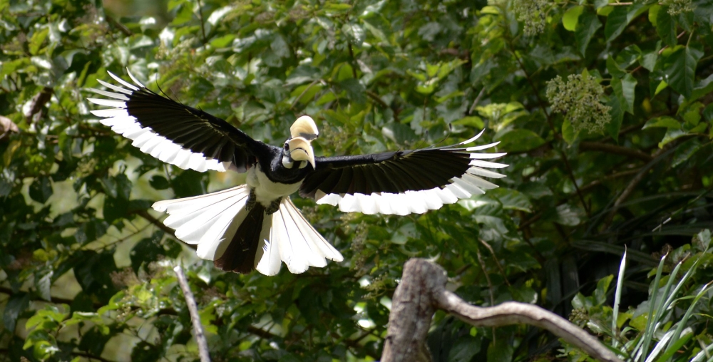 A hornbill in flight at the Piasau Nature Reserve in Miri, Sarawak. — Picture by Ting Soo Ping via Facebook/Piasau Nature Reserve