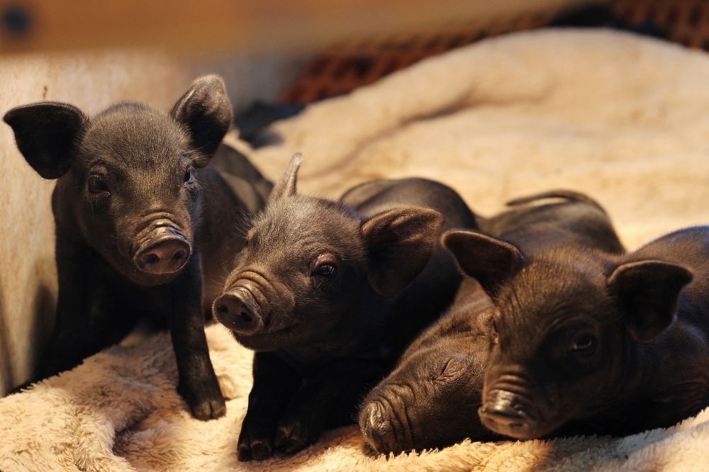 Nostalgia meets necessity: ‘Wagyu of pork’ becomes China’s escape hatch from a bruising price slump