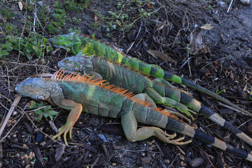 Cold-stunned green iguanas lay on the ground on February 01, 2026 in Miami Beach, Florida. The cold-blooded creatures fall from trees when temperatures get too low. South Florida reached the mid-30s overnight as an arctic chill moved through the area. — Joe Raedle/Getty Images/Getty Images North America/AFP pic